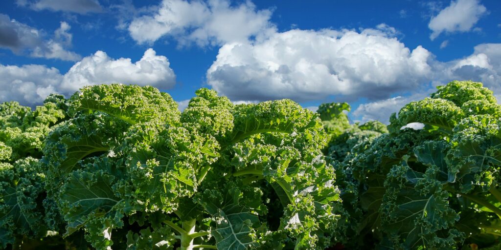 Kale en la Región de Murcia Campolor